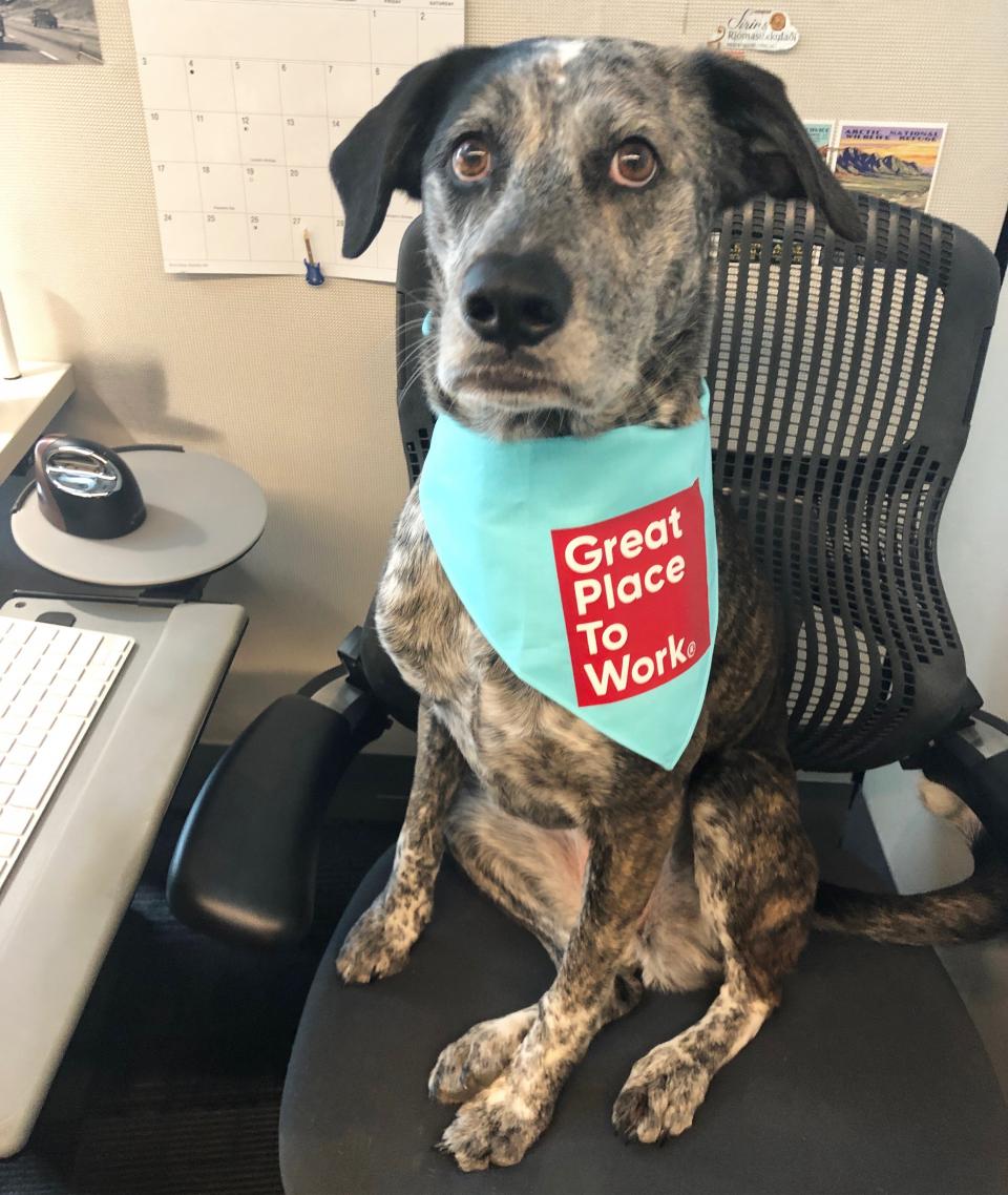 Woof! A pet friendly culture means getting to have your furry friends with you during the work day. While you work, they hang out in \