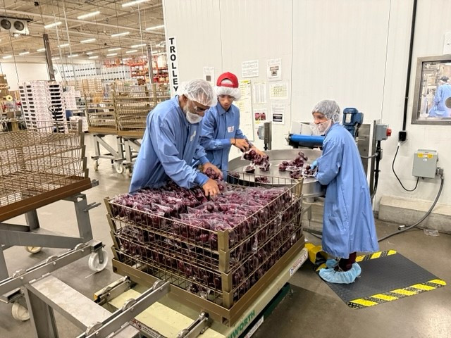 Teamwork in action: Colleagues work together efficiently at our bustling Love Beets beetroot factory