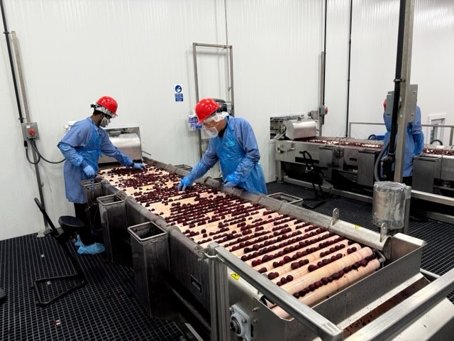 Hard at work: A committed team handling beetroots with precision and care