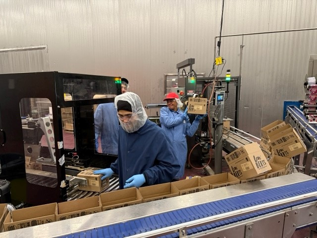 Team packing beetroots into cardboard boxes, ensuring quality in the final stages of production