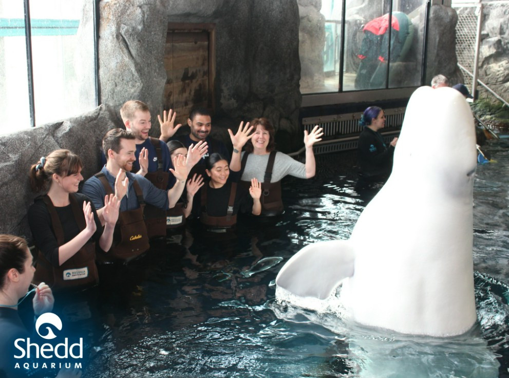 Our Media team decided to go to the Shedd Aquarium for their team outing for a beluga whale encounter!  