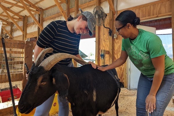Our team members use their volunteer hours to feed animals and clean stables at a rescued animal shelter in Colorado.