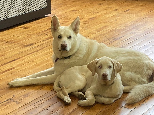 All employee pups - big and small are welcome in our offices.