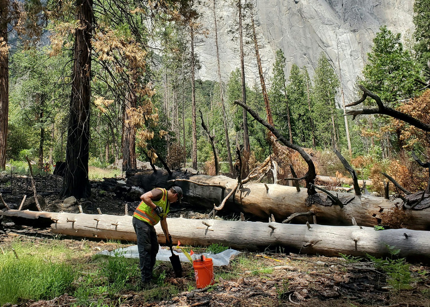 Taking soil samples at Yosemite to determine how deep the team will need to excavate to remove contaminated soil